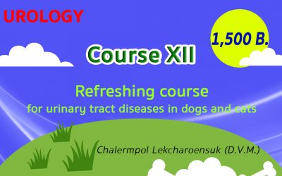 (COURSE XII) Refreshing course for urinary tract diseases in dogs and cats