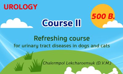(COURSE II) Refreshing course for urinary tract diseases in dogs and cats