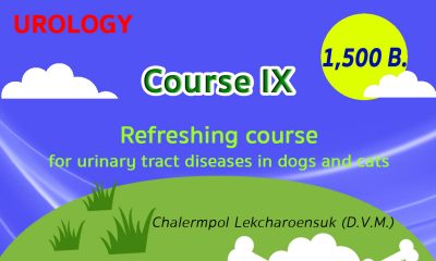 (COURSE IX) Refreshing course for urinary tract diseases in dogs and cats