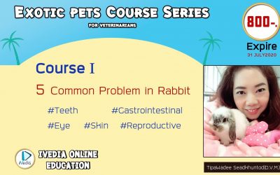 5 Common problems in rabbit