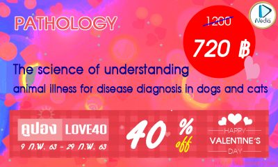 The science of understanding animal illness for disease diagnosis in dogs and cats
