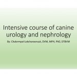 ป้องกัน: Intensive course of canine urology and nephrology