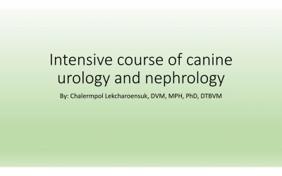 ป้องกัน: Intensive course of canine urology and nephrology