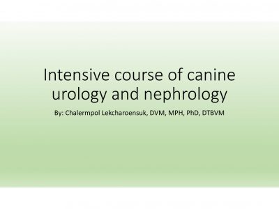 ป้องกัน: Intensive course of canine urology and nephrology
